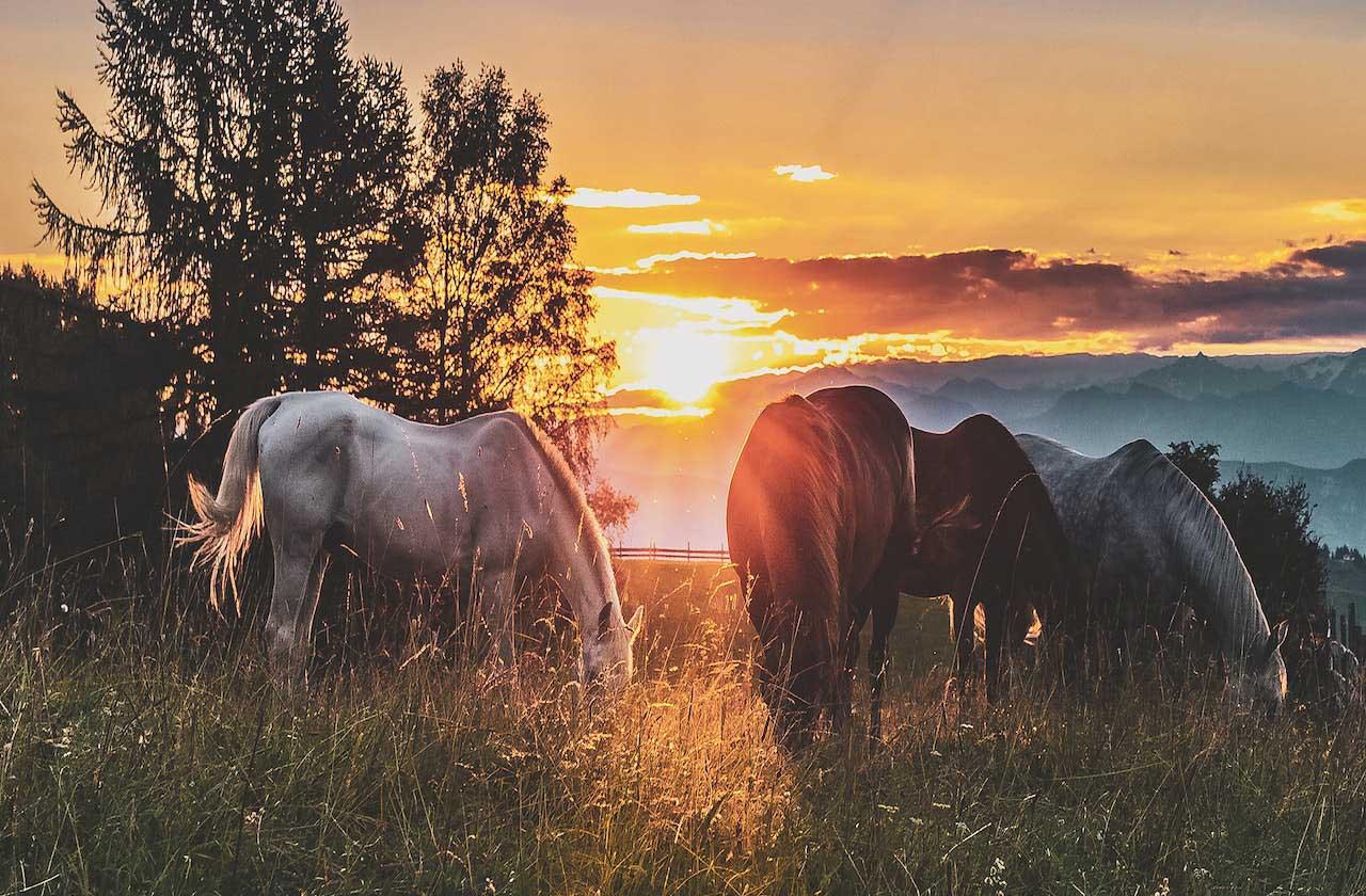 horse